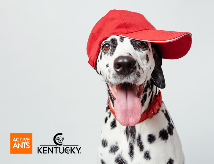 Kentucky dogwear