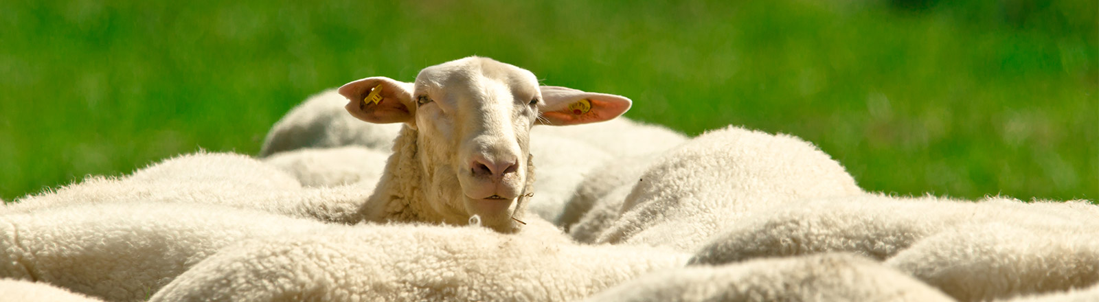 Pourquoi est-ce que les moutons aiment le chewing-gum ?